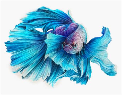 Pense Bete Clipart Fish