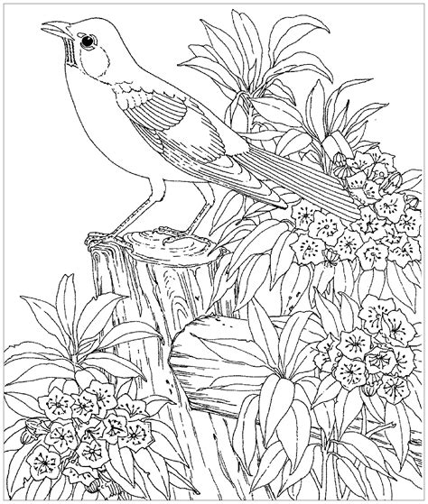 Coloring Pages Birds Printable - Printable Sight Words List