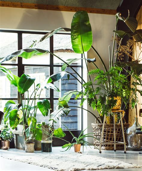 How To Grow Bird Of Paradise 5 Expert Care Tips Homes And Gardens