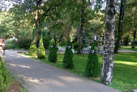 Туя Vs ШДМ | Пикабу