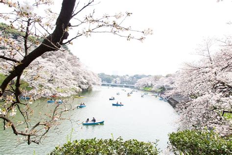 Sakura Cherry Blossoms | Travel Diary Tokyo | Tokyo travel, Travel ...