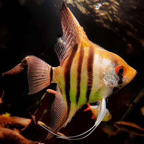 freshwater angelfish tank mates huge list
