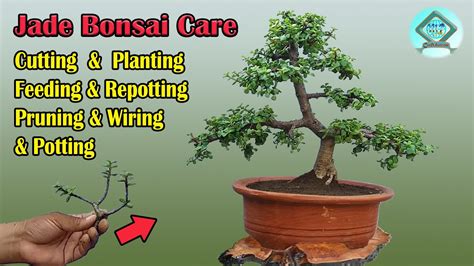 How To Care For A Jade Bonsai Jade Bonsai Care জেড বনসাই পরিচর্যা