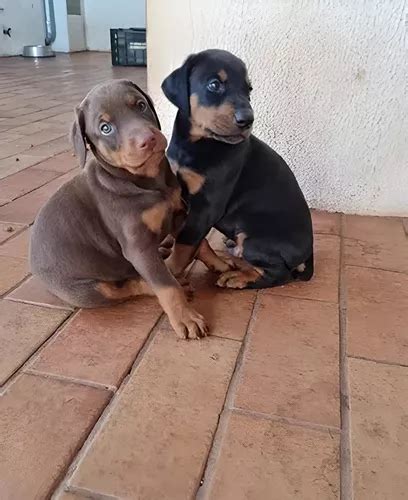 Cuanto Comen Los Cachorros Doberman