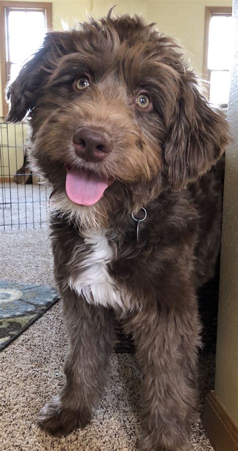 Chocolate Aussiedoodle Adulto