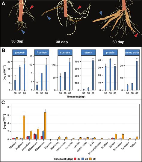 Phenotypic And Metabolic Characterization Of Root Growth A Schematic Download Scientific