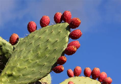 Opuntia Ficus Indica Giriyan