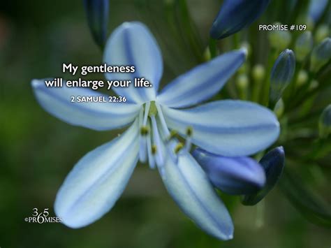 daily promise  promises