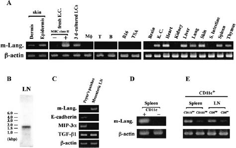 Expression Of M Langerin Transcripts A Expression Pattern Of