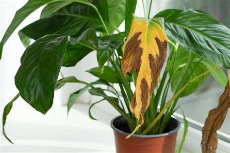 8 Common Reasons Why Peace Lilies Have Brown Leaf Tips