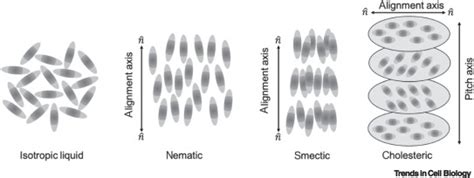 Physics Of Liquid Crystals In Cell Biology Trends In Cell Biology