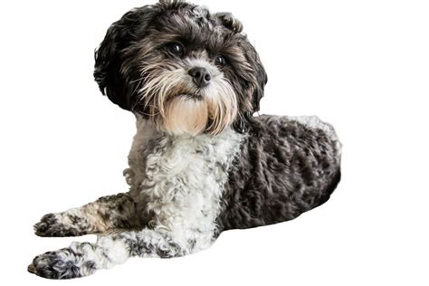 How Much Should A Shih Tzu Poodle Weight