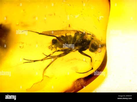 Prehistoric Fly Preserved In Baltic Amber From Lithuania Stock Photo