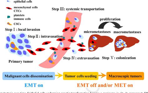 Epithelial Mesenchymal Transition Cancer