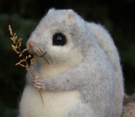 Японская белочка-летяга | Пикабу