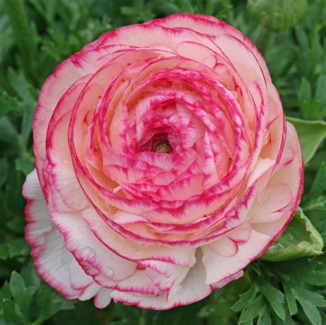 Pcs Seeds Mixed Color Ranunculus Asiaticus Flower Greenseedgarden