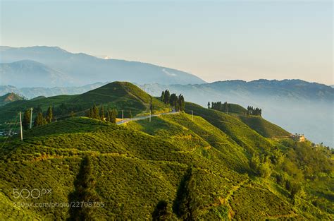 photograph tea garden  kanyam ilam  abkhanal  px