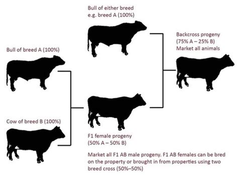 Beef Cattle Terminology Flashcards Quizlet