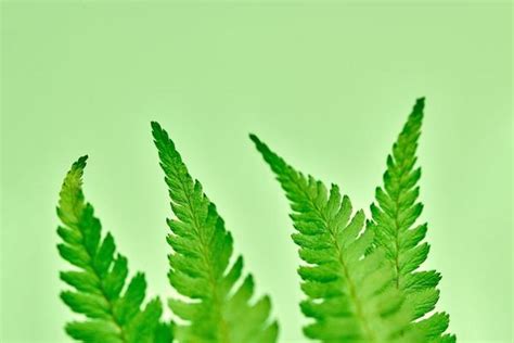 Fern Logo Stock Photos Images And Backgrounds For Free Download