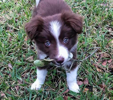 border collie full breed info characteristics health