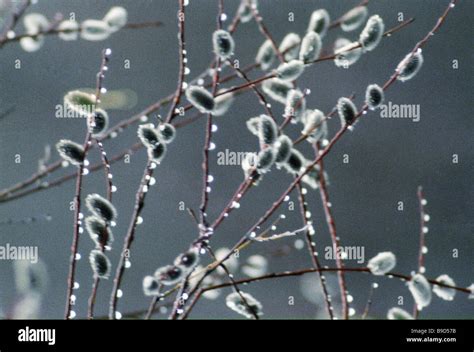 Pussy Willow In Bloom Stock Photo Alamy