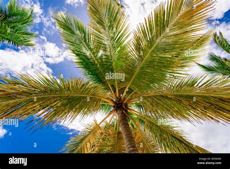 Palm Tree Sky Background Stock Photo Alamy