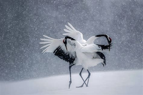 Geneviève Charras Vincent Munier danse