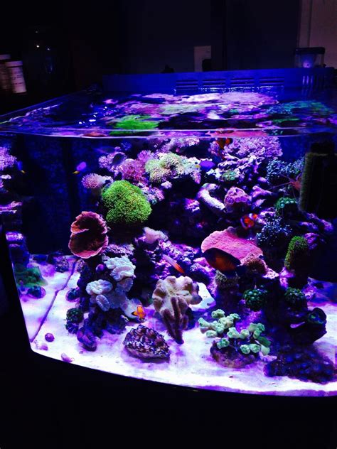 Image Tank Shots Nano Reef Community