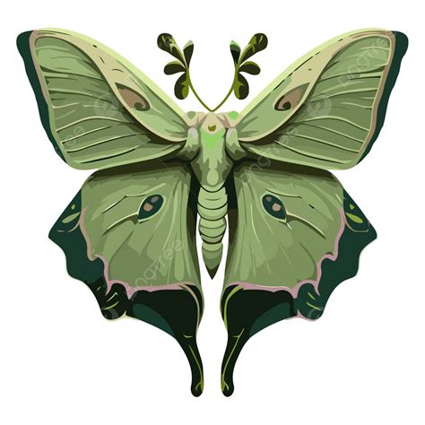 moth png vector psd  clipart  transparent background