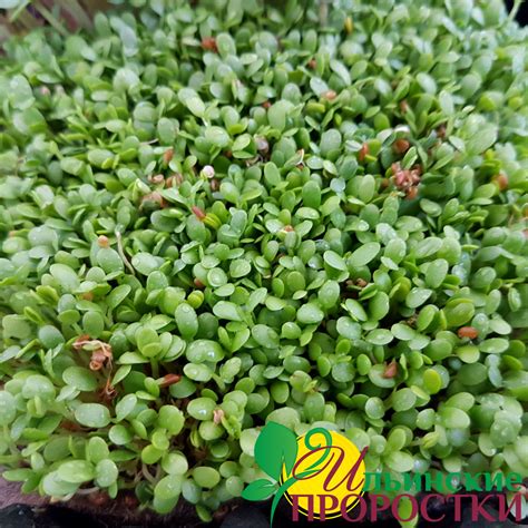 Люцерна Альфа для проращивания микрозелени купить в магазине «Ильинские ...