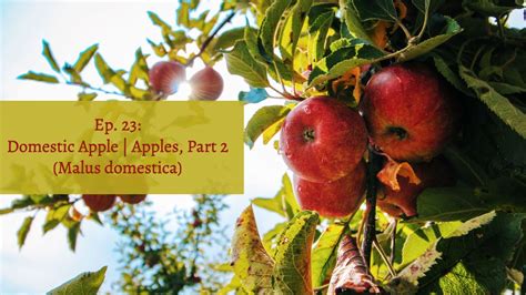 Ep 23 Malus Domestica Apples Part 2 Edenspore Ecokids Homeschool