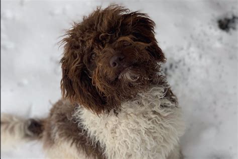 Lagotto Romagnolo Puppies For Sale In Oklahoma