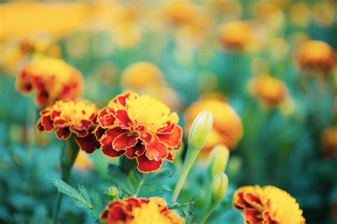 Gu A Completa De Nombres De Flores Mexicanas