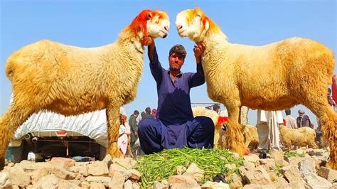 Sasti Mandi Sheeps Ki Dera Ghazi Khan Ki 03314765253 Mundra Goat Farm