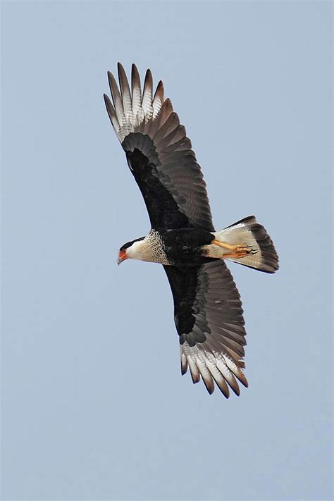 Crested Caracara Photograph By Alan Lenk Fine Art America