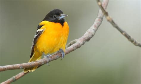 Baltimore Oriole bird Baltimore Oriole birdBaltimore Oriole bird