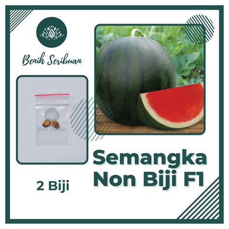 Jual Bibit Semangka Non Biji 2 Benih Buah Semangka Merah Besar F1