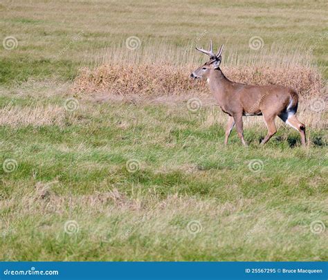 Whitetail Deer Buck stock image. Image of deer, mammal - 25567295