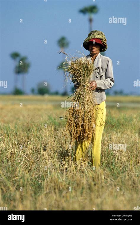 khmer women   rice field  rice harvest   city  phnom