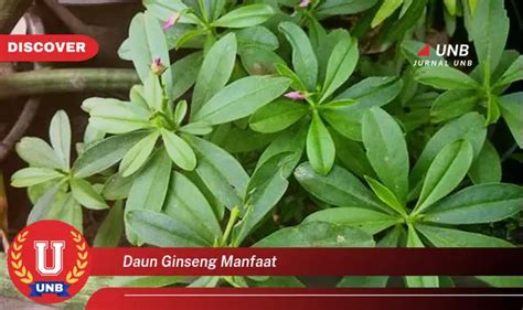 Intip Manfaat Daun Ginseng Yang Bikin Kamu Penasaran