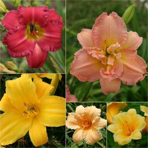 Oakes Daylilies - Top 20 Rebloomers