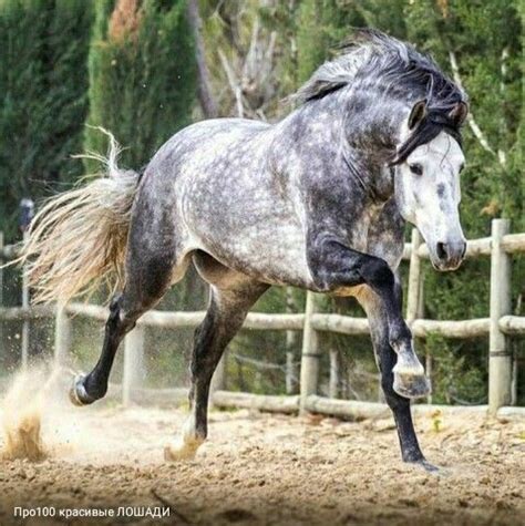 Про100 красивые ЛОШАДИ - Разное