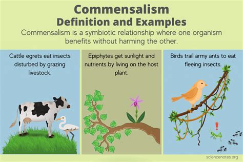 Animal Community Examples