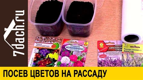 Посев цветов на рассаду: лаванда, примула, эустома, гвоздика Шабо - 7 ...