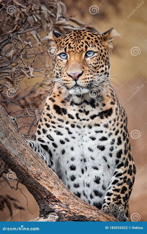 Javan leopard stock photo. Image of angry, feline, javan - 185934322