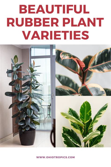 Rubber Plant Varieties: 11 Ficus Elastica Types (w/ Pics)