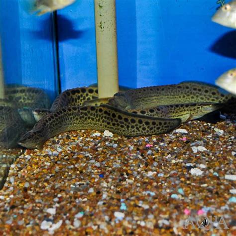 Eels Archives - Aqua Imports