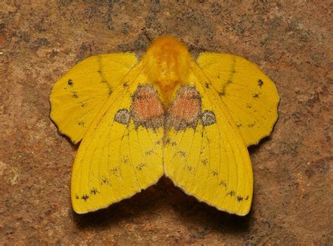 Lappet Moth (Trabala sp., Lasiocampidae), female | Moth, Tiger moth ...