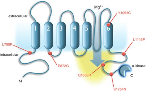 Topological Illustration Of A Monomeric Subunit Of Trpm Trpm Is