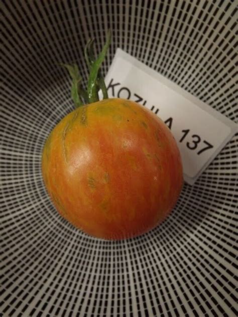 Kozula Tomate Tomato Samen Saatgut Seeds Gem Sesamen P